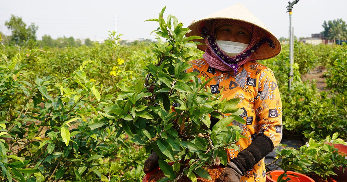 Hoa kiểng 'phập phồng' chờ tết