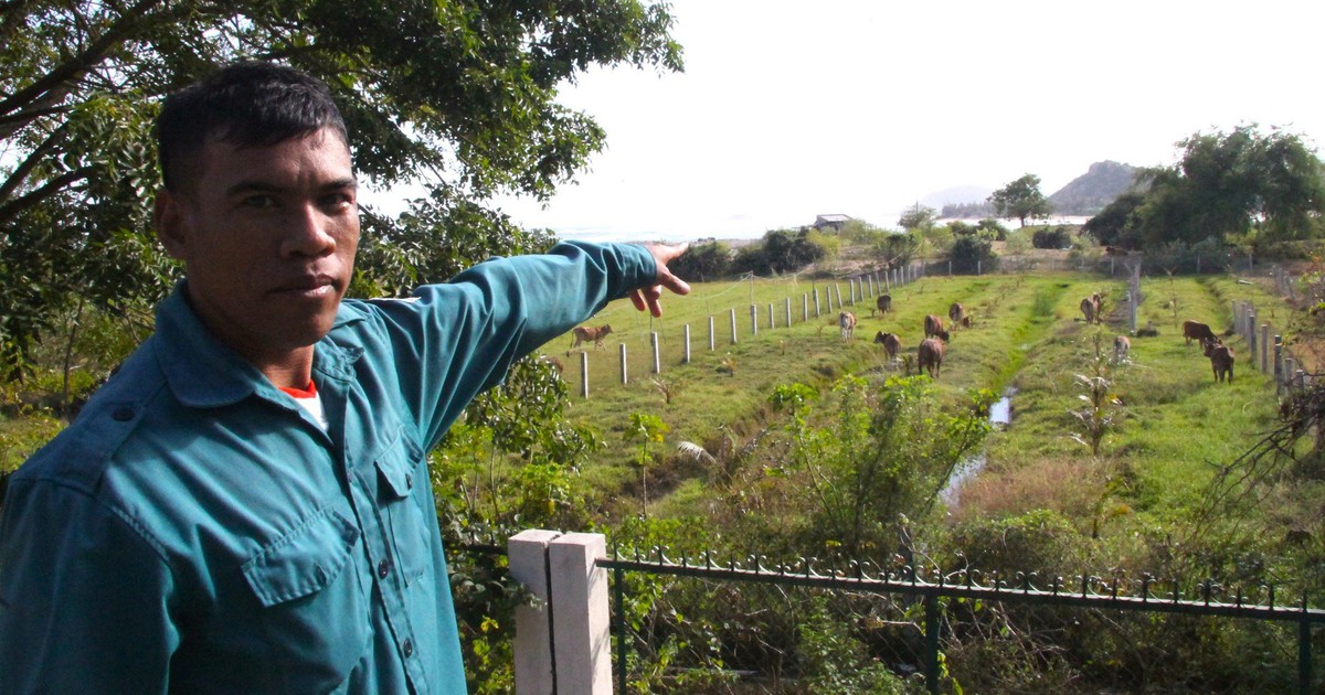 Giúp bà con Raglai thoát nghèo từ chăn nuôi bò