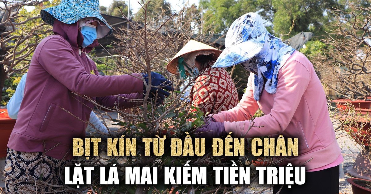 Nhọc nhằn 'đường đua' kiếm tiền lo tết: Bà nội trợ lặt lá mai thuê dưới nắng cháy người
