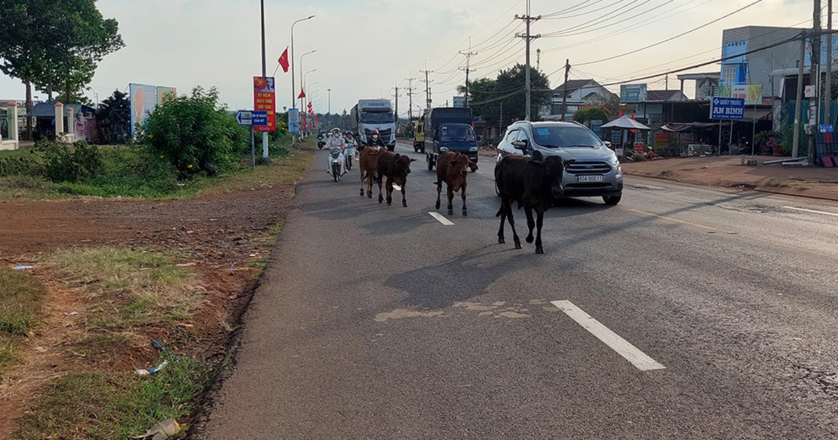 Bò thả rông trên đường