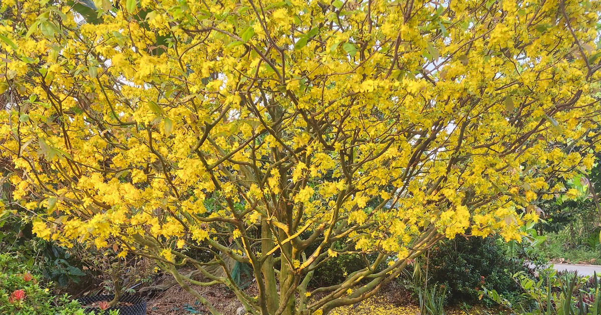 Lặt lá mai không đúng thời điểm, hoa nở vàng rực dù chưa đến tết