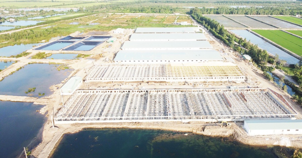 Dân bức xúc vì trại nuôi heo gây mùi hôi