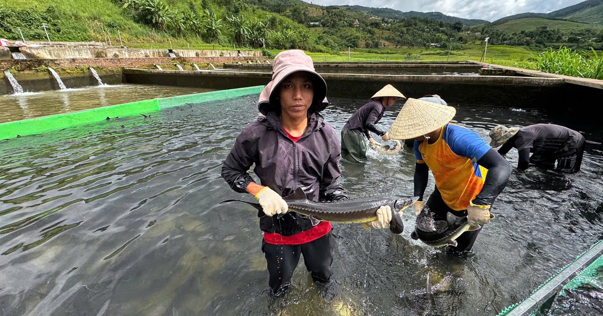 Lên núi nuôi cá tầm, người đàn ông thu về bạc tỉ