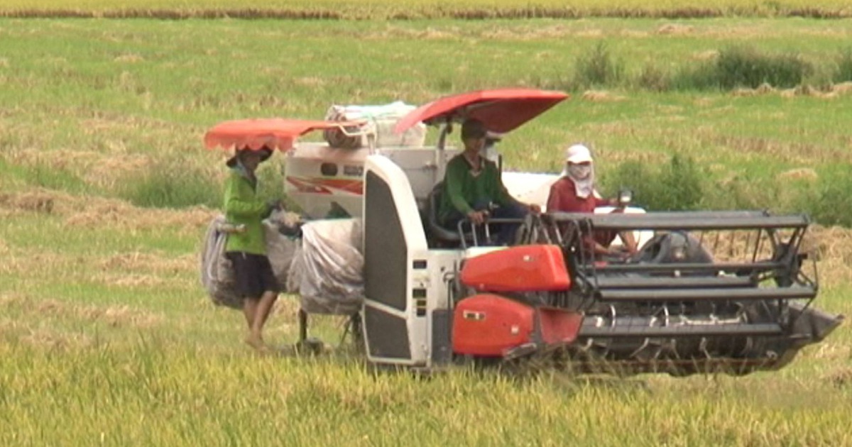 Hé lộ lãi suất thấp bất ngờ khi vay vốn sản xuất lúa gạo chất lượng cao