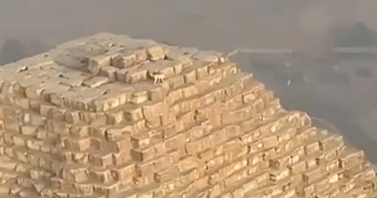 Chú chó rong chơi trên đỉnh kim tự tháp cổ ở Ai Cập gây sốt