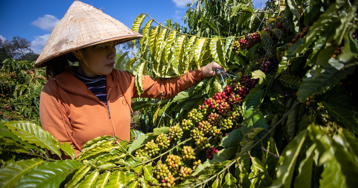 Giá cà phê đang ngày càng xa mốc lịch sử