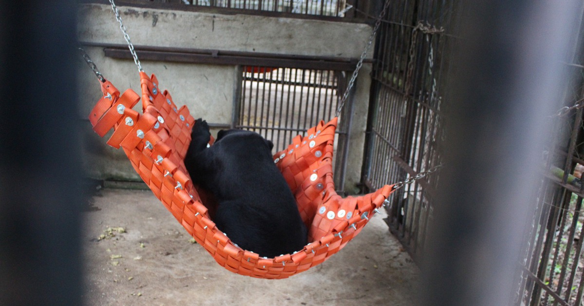 20 năm đi tìm tự do cho loài gấu ở Việt Nam