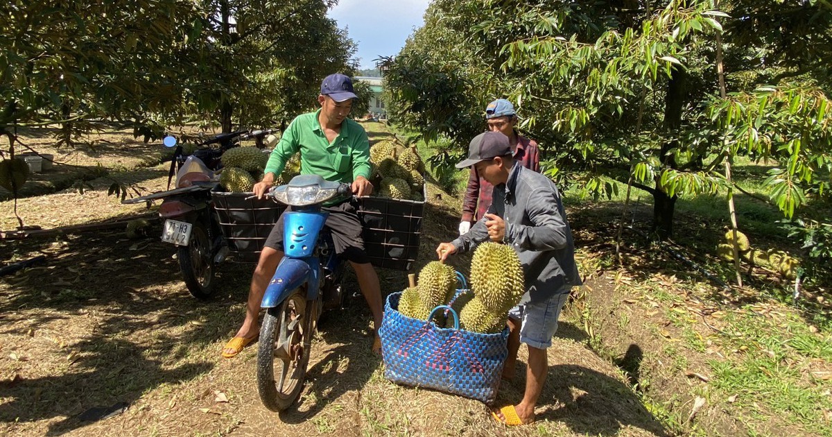 Người Trung Quốc mê sầu riêng, Việt Nam thu ngay hơn 2,6 tỉ USD