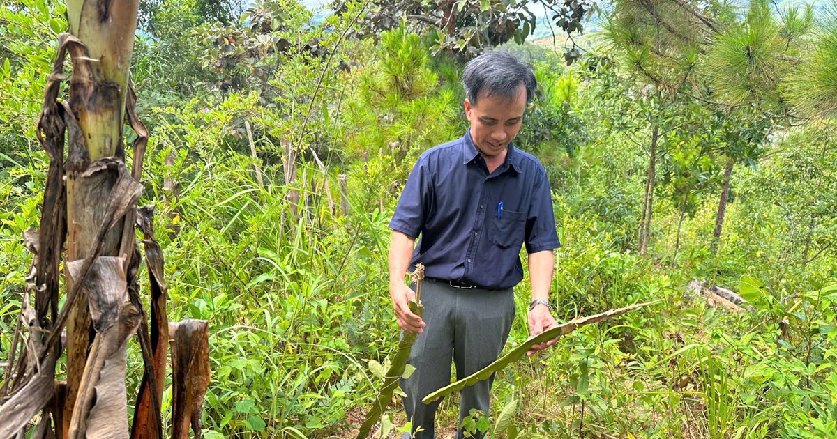 Vụ đốt đuốc trồng cây trong đêm... chờ đền bù: Người dân đã tự nguyện phá bỏ