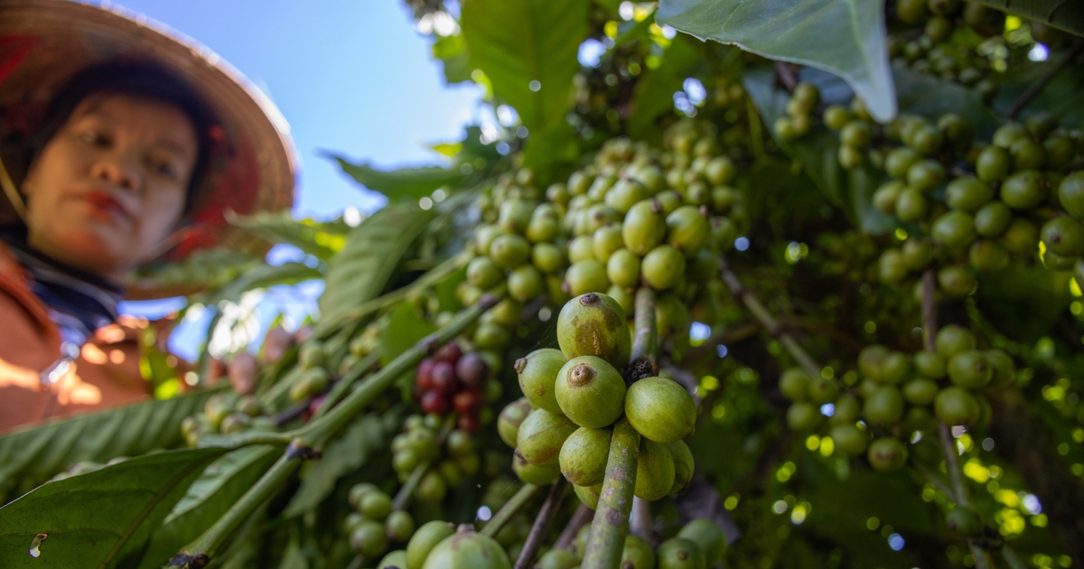 Giá cà phê đồng loạt tăng mạnh