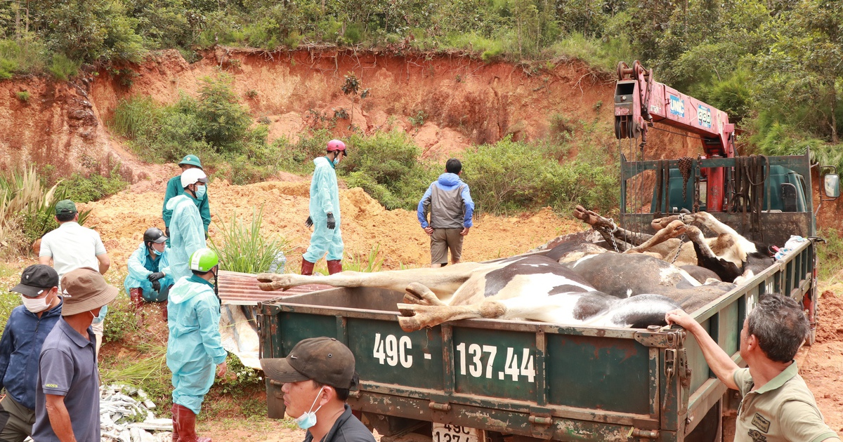 Mức bồi thường tăng thêm 15.000 đồng, người nuôi bò sữa Lâm Đồng không đồng ý