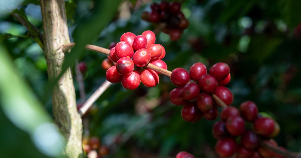 Giá cà phê bốc hơi đồng loạt