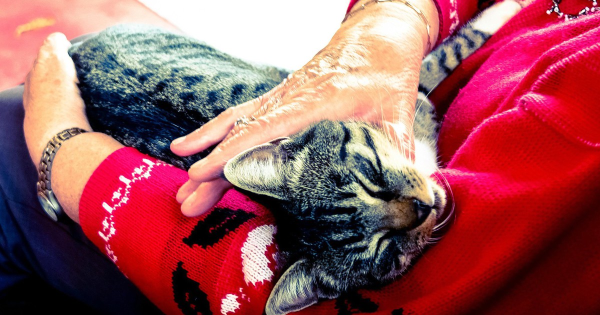 Bị mèo cào, 6 tháng sau người phụ nữ tử vong