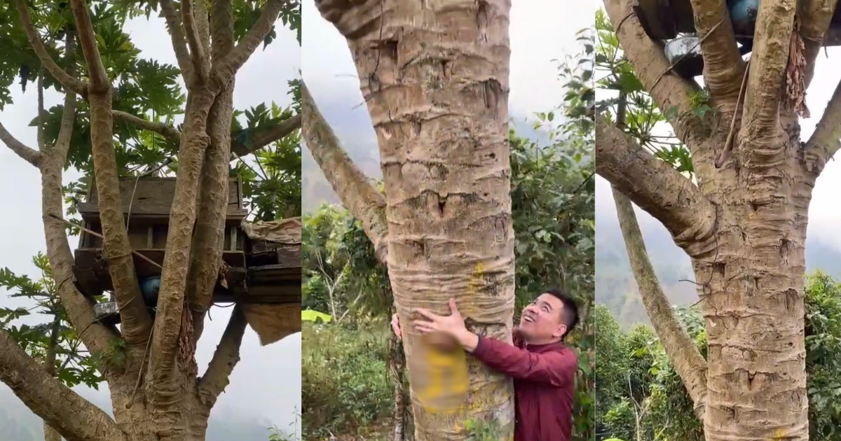 Cây đu đủ độc lạ khiến người xem thốt lên 'kinh khủng, lần đầu tiên được thấy'