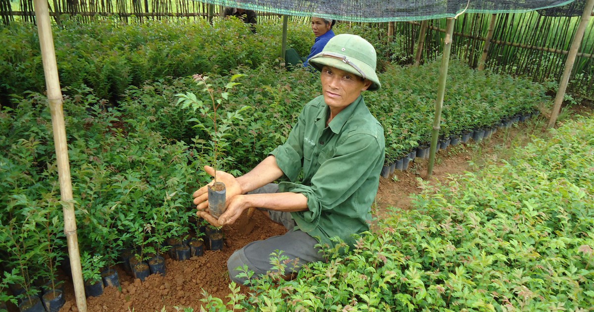 Phát triển lâm nghiệp bền vững nhờ ứng dụng công nghệ cao