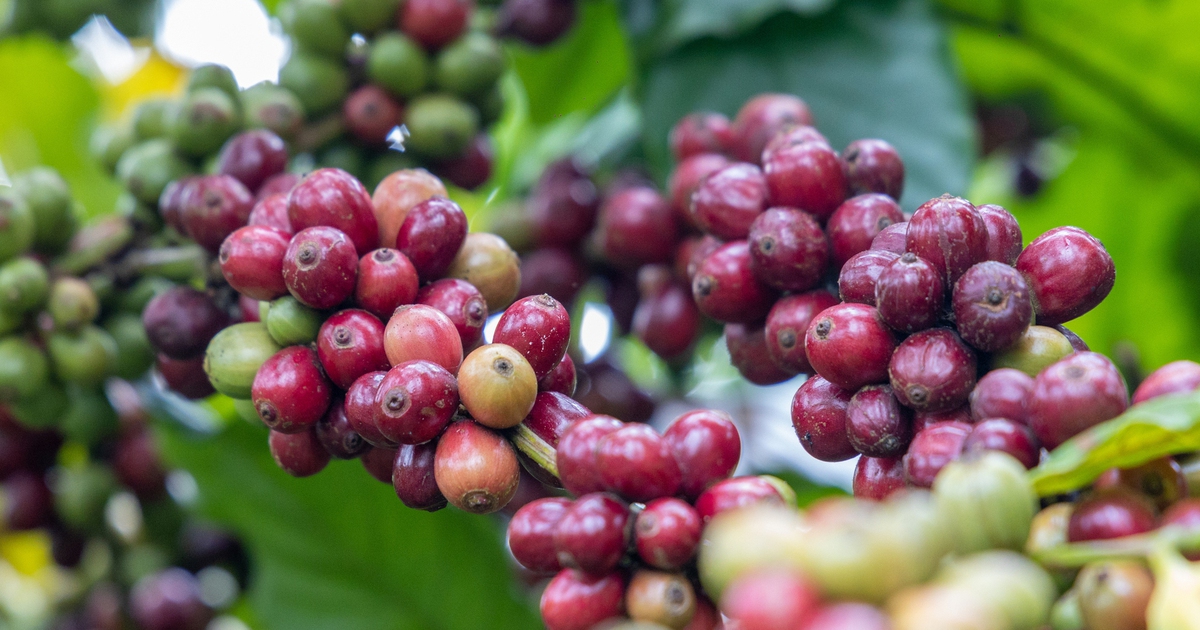 Giá cà phê diễn biến bất ngờ phút chót