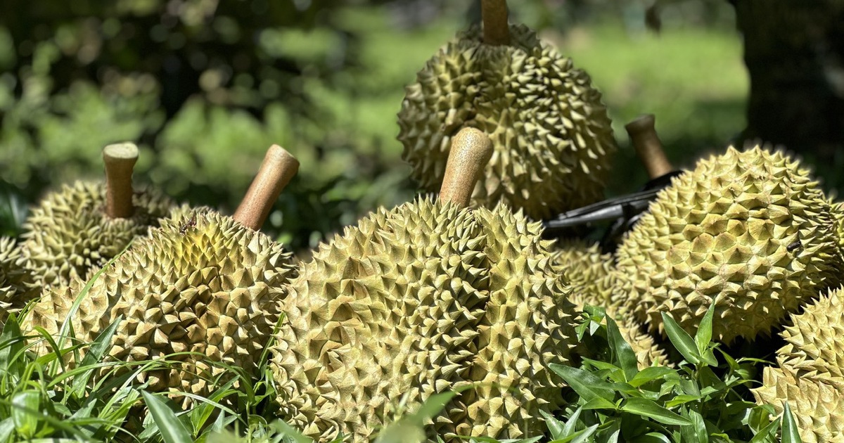 Nông sản xuất siêu kỷ lục gần 19 tỉ USD