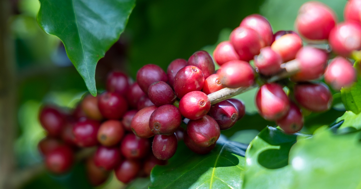 Đà tăng giá cà phê kéo dài