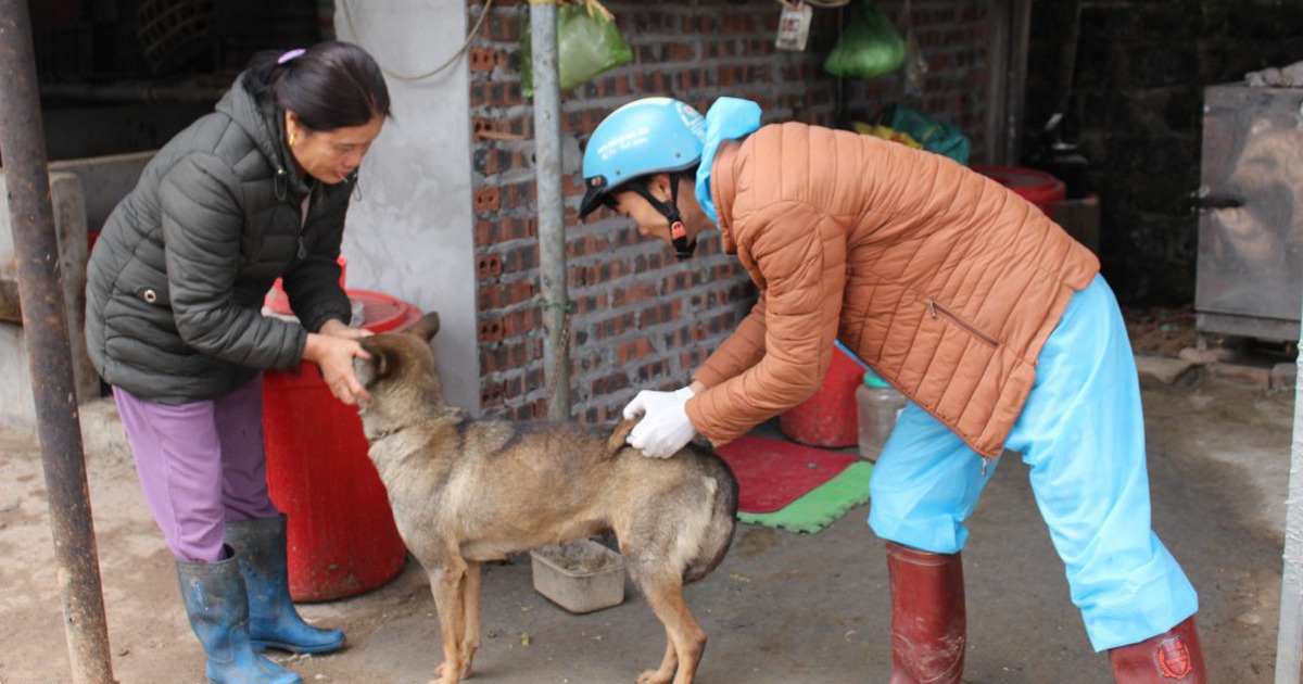 33 tỉnh, thành có người tử vong do bệnh dại