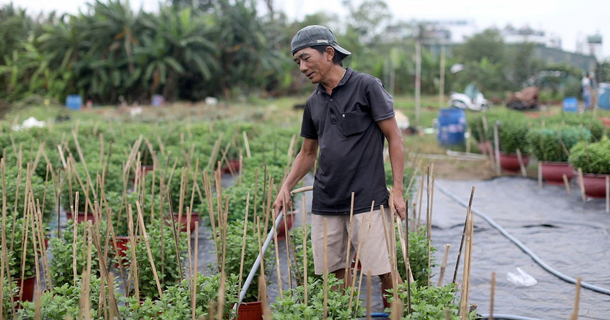 Hoa kiểng tết 'co ro' vì mưa, lạnh trái mùa ở Nam bộ