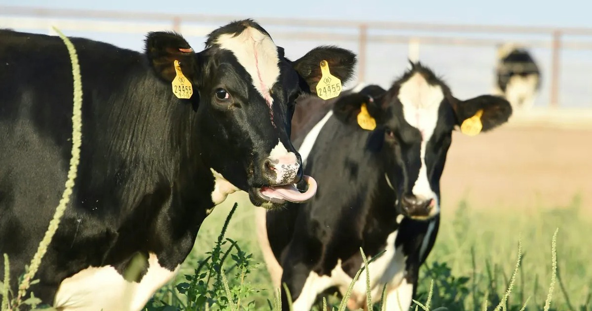 The US has a critical case of bird flu infection, California declares a state of emergency