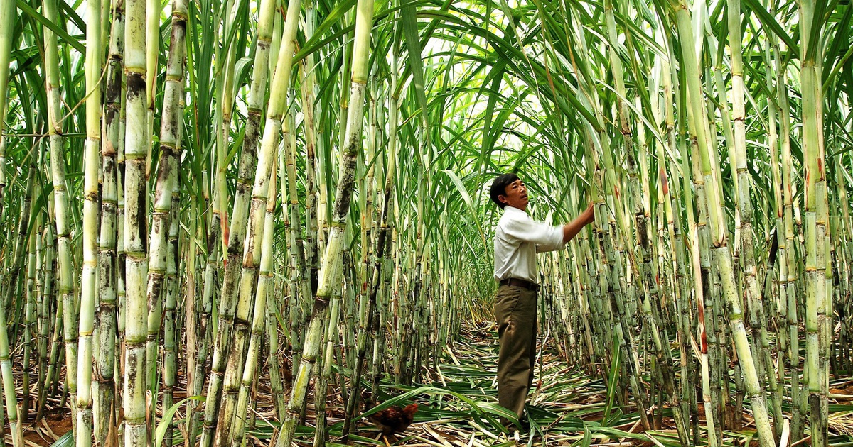 Dùng công nghệ vệ tinh giám sát canh tác mía, tạo ra tín chỉ carbon