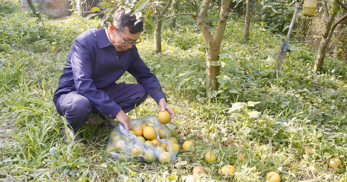 Cam X&atilde; Đo&agrave;i rụng h&agrave;ng loạt, người trồng &#039;đứt ruột&#039;