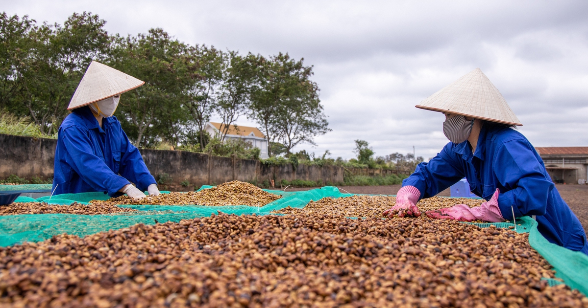Cà phê thế giới trầm lắng kỳ nghỉ lễ, Tây nguyên ảnh hưởng mưa bão