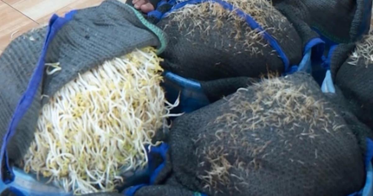 Hóa chất ngâm giá đỗ tăng trưởng độc hại thế nào?