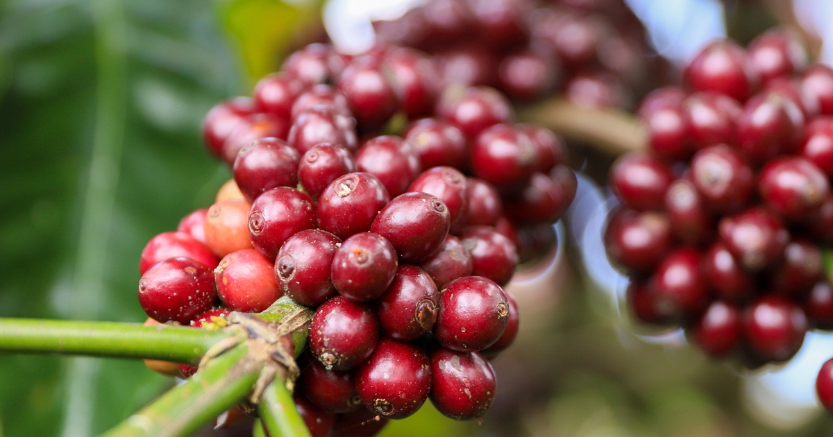 Giá cà phê vẫn 'điên loạn', doanh nghiệp khóc ròng