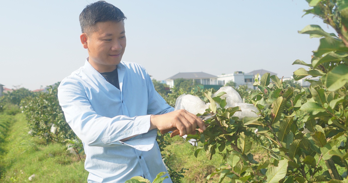 Biến đất hoang thành cánh đồng rau tiền tỉ