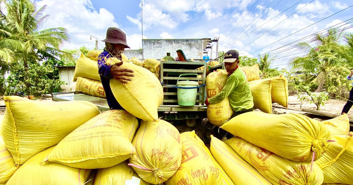 Xuất khẩu gạo lập kỷ lục cả lượng và giá