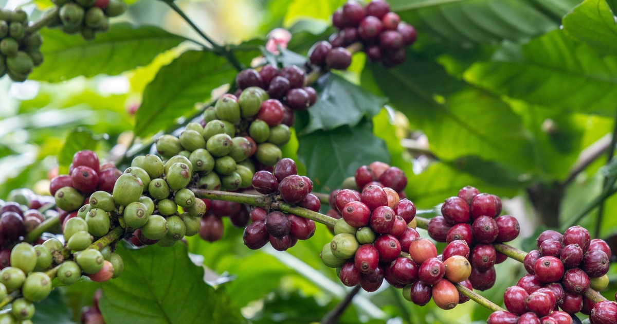 Giá cà phê 'sốt' trở lại trong ngày Tây nguyên có mưa to