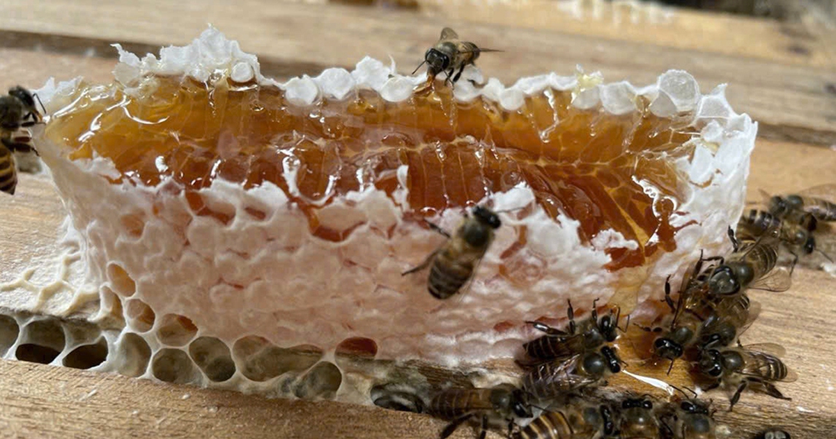 Độc đáo mô hình ứng dụng AI vào mô hình nuôi ong lấy mật