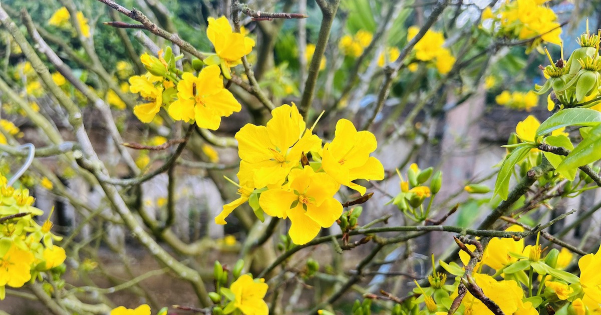 Những loại cây cảnh thanh lọc không khí, mang lại may mắn sức khỏe ngày tết