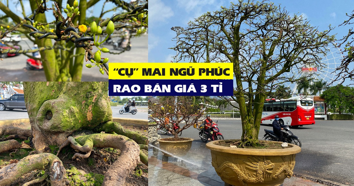 Cây mai trăm tuổi từ phố núi Gia Lai có gì đặc biệt khi được rao bán 3 tỉ?