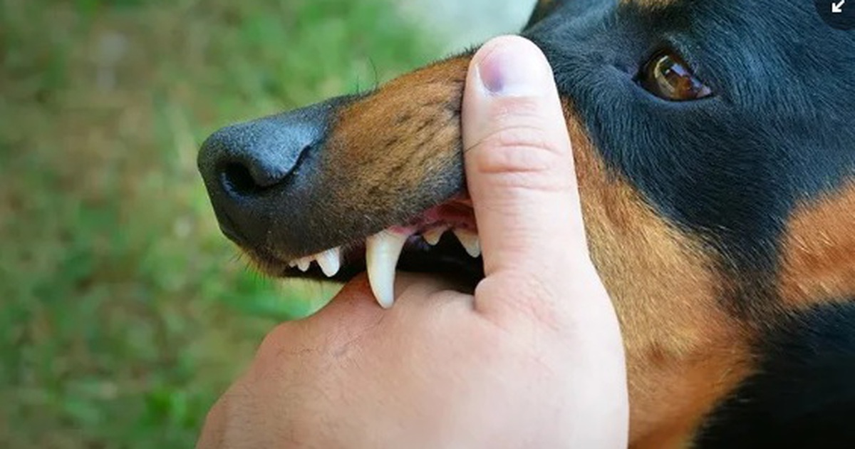 Bệnh dại trên người tăng đột biến