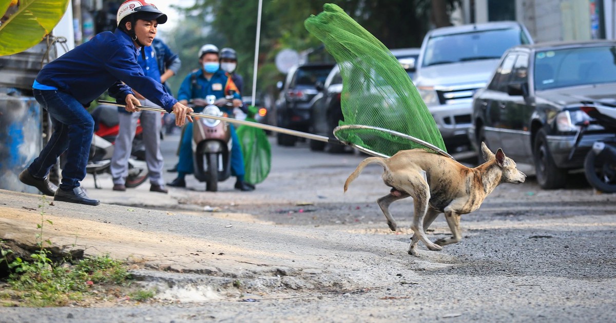 Đề xuất nuôi chó mèo phải đăng ký với chính quyền ở TP.HCM: Người nuôi nói gì?