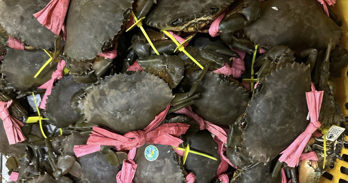 Cà Mau: Kiểm tra, khắc phục tình trạng cua nuôi chết trên diện rộng