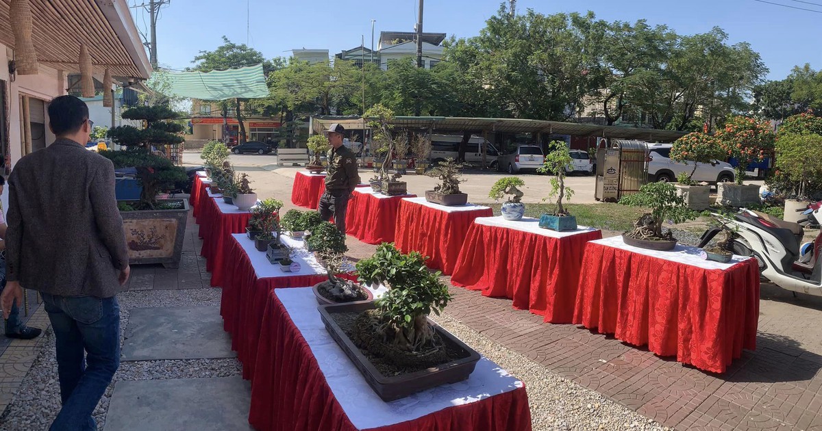 Nhiều người kinh doanh cây kiểng gặp khó khăn nhưng chờ... thời, mong bán được giá cao