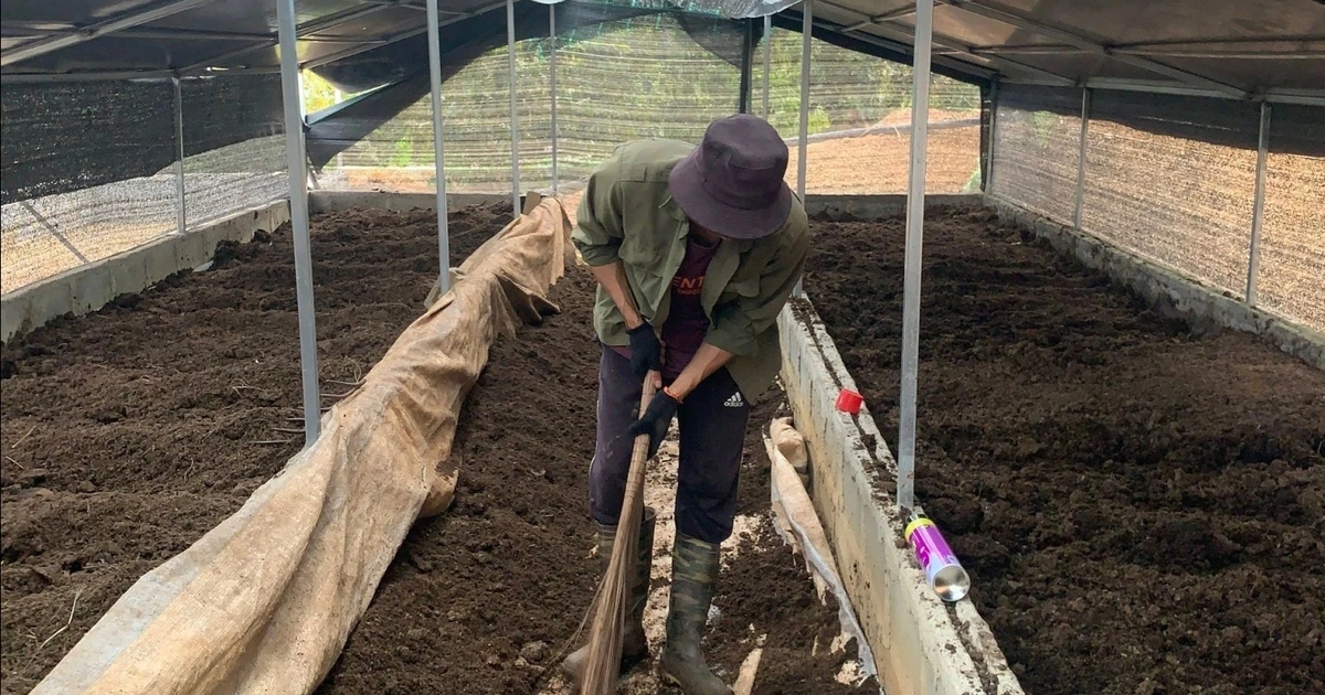 Chàng trai về quê nuôi trùn quế, thu hàng chục triệu đồng/tháng