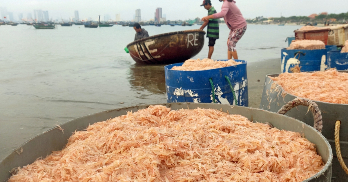 Được đãi lộc biển, ngư dân vớt ruốc mỏi tay tăng thu nhập đáng kể
