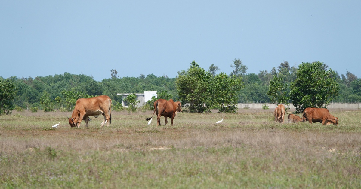 Nhiều dự án của Tập đoàn Phúc Sơn tại Quảng Ngãi 'có vấn đề'