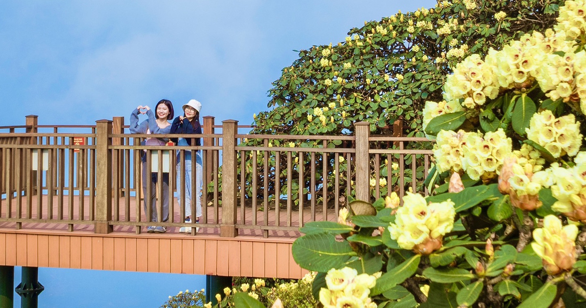 Xách vali lên Fansipan ngay kẻo lỡ mùa hoa đỗ quyên đẹp nhất trong năm