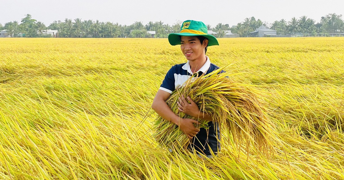 Sầu riêng, cà phê, gạo xuất khẩu thuận lợi giúp phân bón tiêu thụ tăng