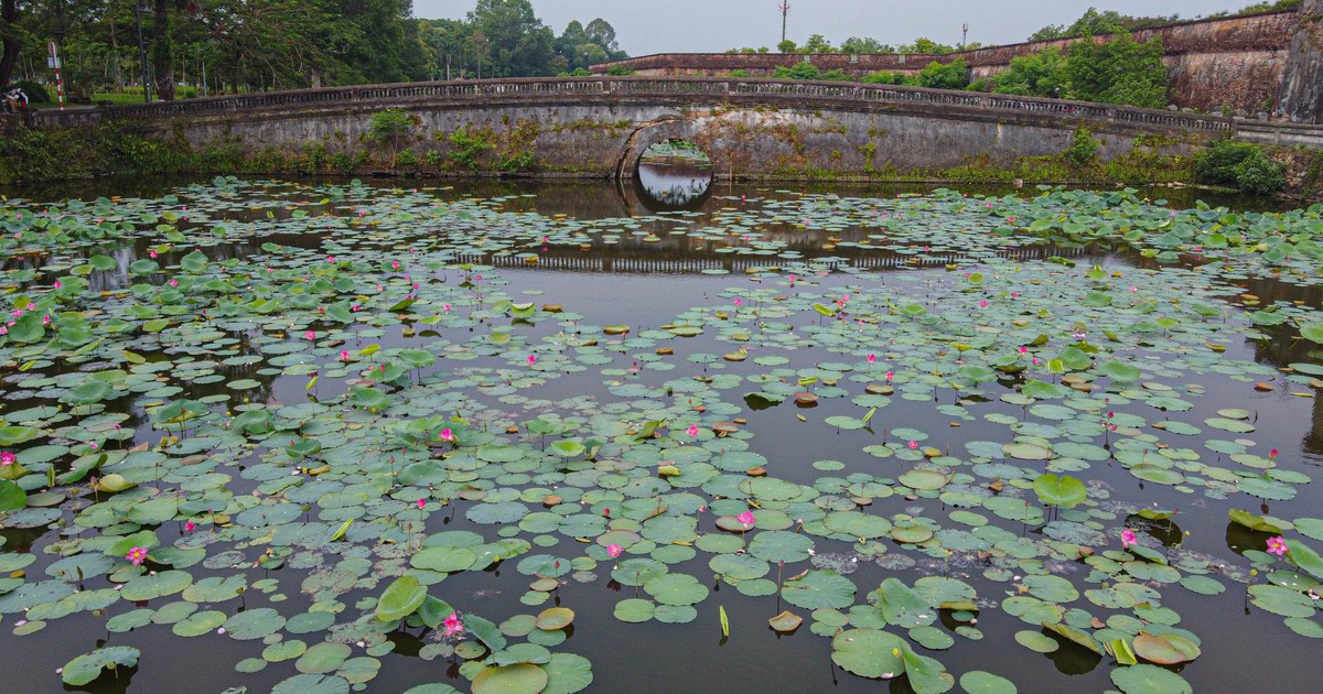 Hoa sen khoe sắc, tô điểm Kinh thành Huế