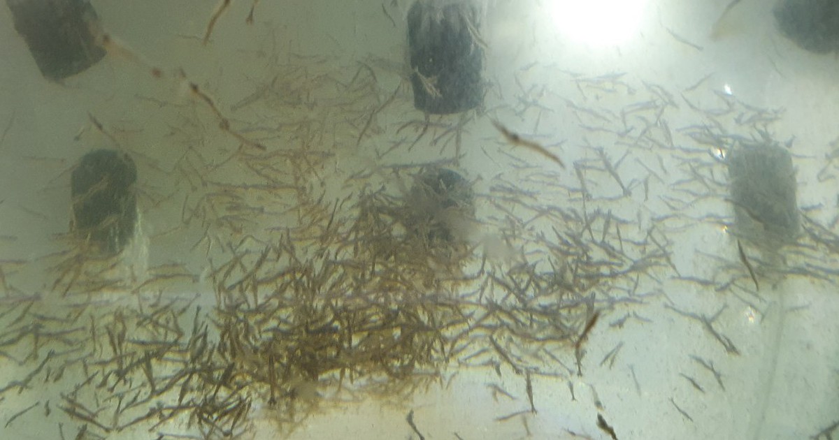 Cà Mau: Tôm nuôi chết nghi do bệnh TPD