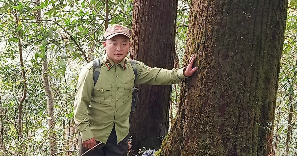 Mù Cang Chải bảo vệ rừng pơ mu đại thụ