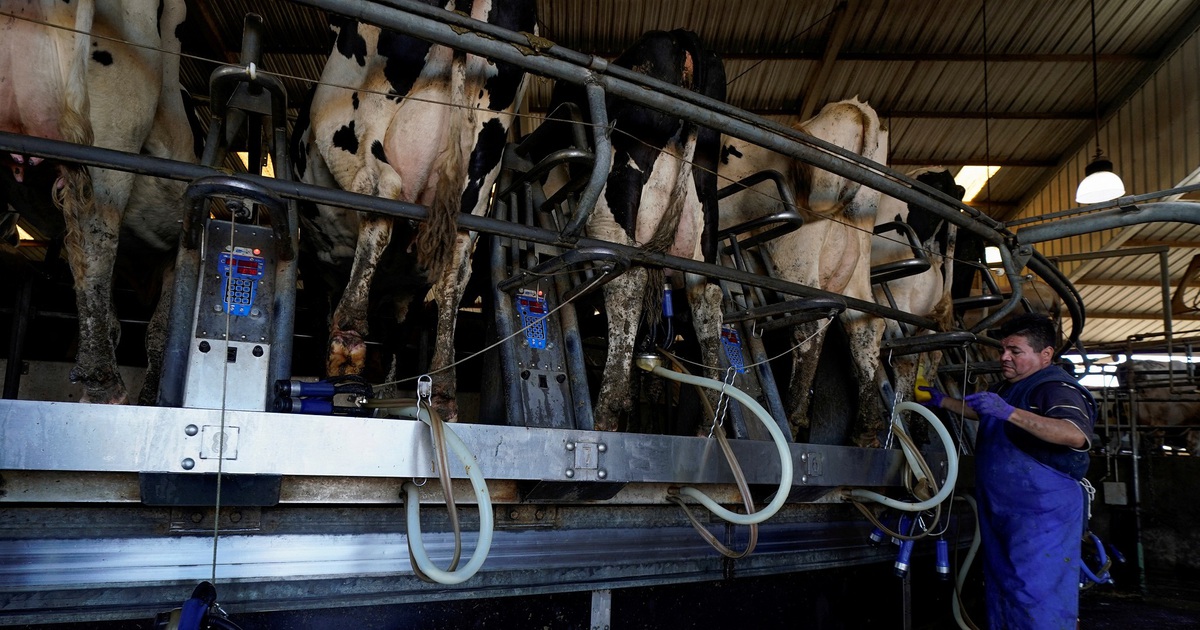 Mỹ phát hiện thêm người nhiễm cúm gia cầm qua đàn bò