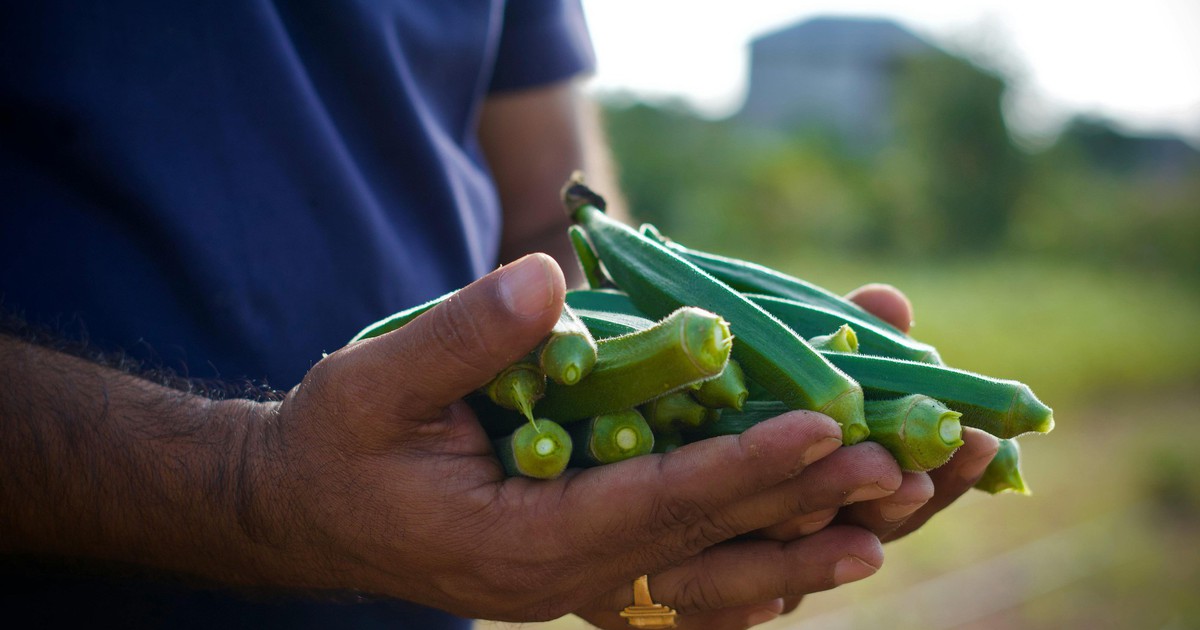 Những lợi ích không ngờ từ đậu bắp